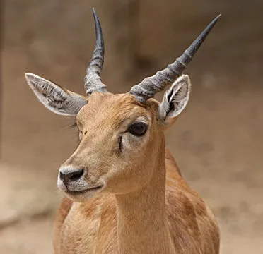 APP下载 应用程序界面